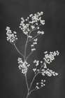Monograph Black Flowers Art Print
