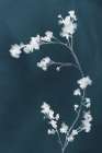 Monograph Blue Flowers Art Print