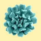 Teal Succulents On Yellow Art Print
