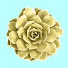 Yellow Succulents On Teal Art Print