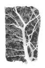 Black Tree Foliage Silhouette Landscape Print