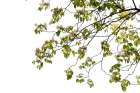 Green Tree Foliage Photo Ii Art Print
