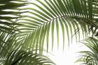 Palm Leaves Foliage Photo 01 Art Print