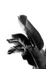Bird Of Paradise Plant Black And White 01 Botanical Print