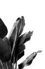 Bird Of Paradise Plant Black And White 02 Still Life Print