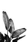 Bird Of Paradise Plant Black And White 03 Still Life Print