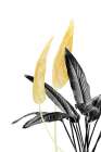Bird Of Paradise Plant Black, White And Gold 01 Botanical Print