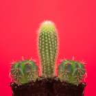 Pene Cactus Art Print