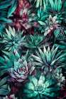 Succulents And Cactus 4 Art Print