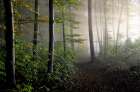 Late Summer Forest Art Print