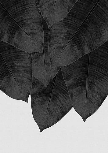 Banana Leaf Black A White Iii Art Print
