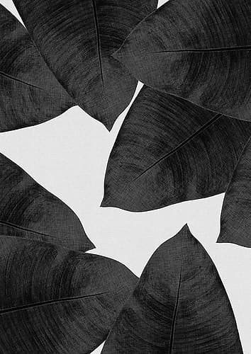 Banana Leaf Black A White Ii Art Print
