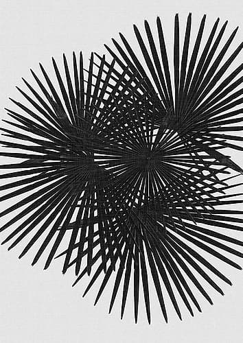 Fan Palm Black A White Minimalist Print