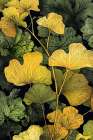 Ginko Biloba Leaves 15 Art Print