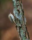 Brown Creeper Art Print