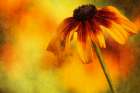Flower Art Print