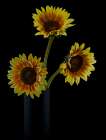 Sunflowers In Shadows Art Print