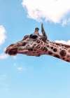 Polkadots Giraffe Head Art Print