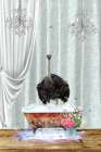 Ostrich A Bubbles Art Print