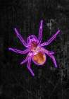 Neon Halloween Spider Art Print