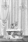 White Tigers A Bubbles Black A White Art Print