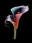 Art Flower 7 Art Print