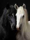 Bw Horses 2 Art Print