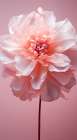 Delicate Flowers 1 Art Print