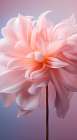 Delicate Flowers 7 Art Print
