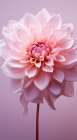 Delicate Flowers 9 Art Print