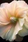 Floral Stock 1 Art Print