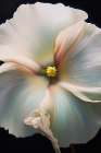 Floral Stock 2 Art Print