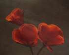 Poppys Art Print