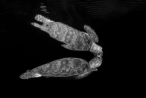 Art Of Reflection Art Print