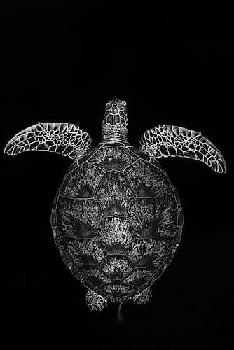 Green Turtle On Black And White Art Print