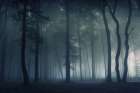 Mysterious Forest Art Print