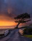 A Tree And A Bridge Art Print