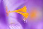 Purple Art Print