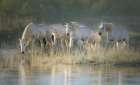 Camargue horses Art Print