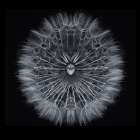 Salsify Art Print
