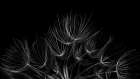 Salsify 2 Art Print