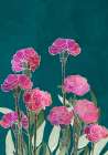 Carnations 01 Art Print
