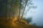 Foggy morning on Danube Art Print