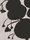 Plant Shadow Art Print