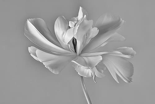 Tulip Exotic Emperor Ii) Art Print