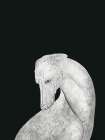 Greyhound Black And White Art Print