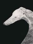 Greyhound Black And White 02 Art Print