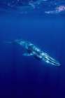 Omura Whale Art Print