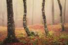 Signs of autumn Art Print
