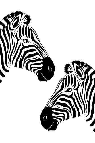 Two Zebras Art Print